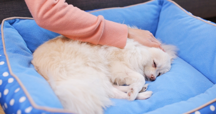 Pet owner massaging on her dog